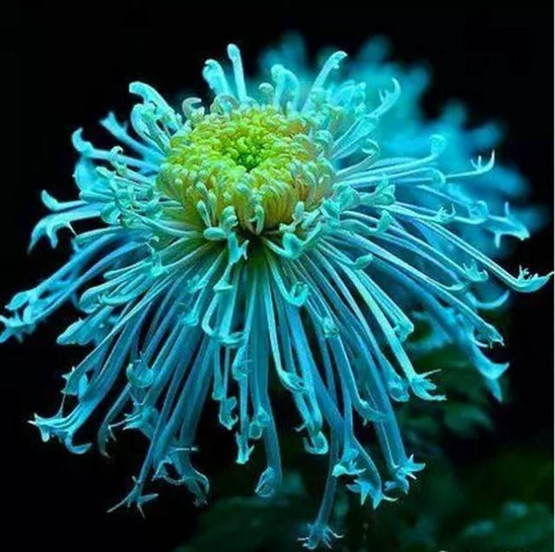 中国十大名花欣赏, - 夏季草原 - 夏季草原的博客 中国十大名花欣赏, - 夏季草原 - 夏季草原的博客