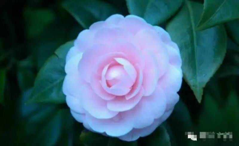 中国十大名花欣赏, - 夏季草原 - 夏季草原的博客 中国十大名花欣赏, - 夏季草原 - 夏季草原的博客
