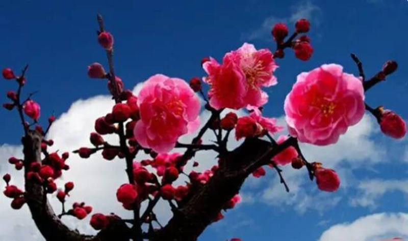中国十大名花欣赏, - 夏季草原 - 夏季草原的博客 中国十大名花欣赏, - 夏季草原 - 夏季草原的博客
