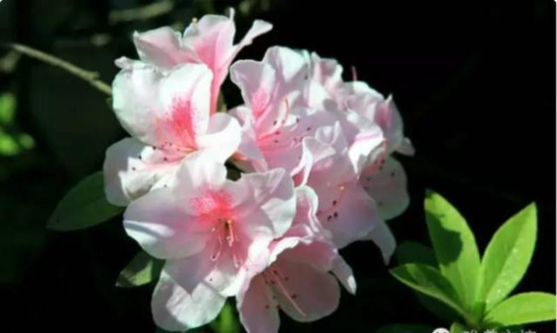 中国十大名花欣赏, - 夏季草原 - 夏季草原的博客 中国十大名花欣赏, - 夏季草原 - 夏季草原的博客