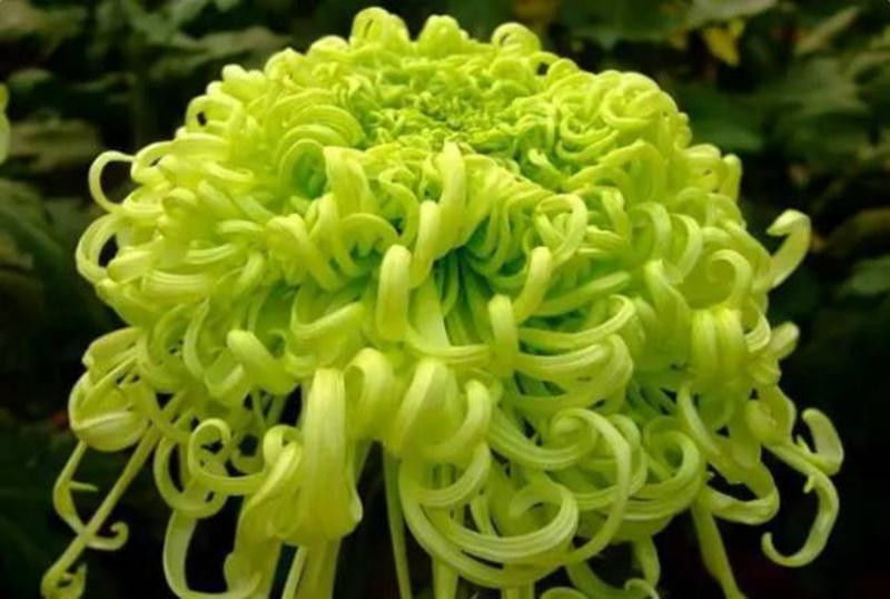 中国十大名花欣赏, - 夏季草原 - 夏季草原的博客 中国十大名花欣赏, - 夏季草原 - 夏季草原的博客