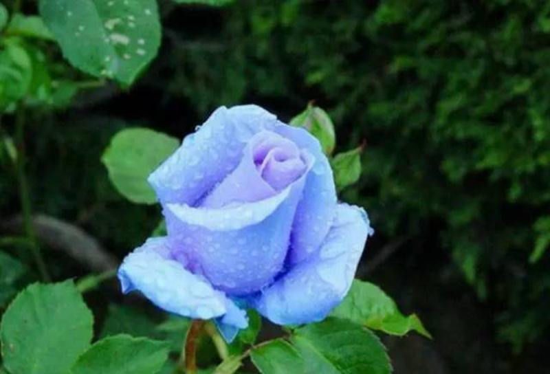 中国十大名花欣赏, - 夏季草原 - 夏季草原的博客 中国十大名花欣赏, - 夏季草原 - 夏季草原的博客