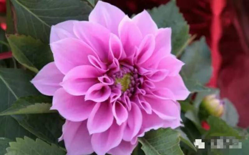 中国十大名花欣赏, - 夏季草原 - 夏季草原的博客 中国十大名花欣赏, - 夏季草原 - 夏季草原的博客