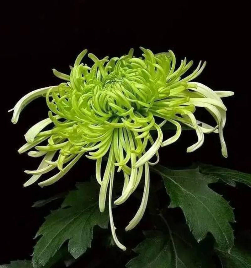 中国十大名花欣赏, - 夏季草原 - 夏季草原的博客 中国十大名花欣赏, - 夏季草原 - 夏季草原的博客