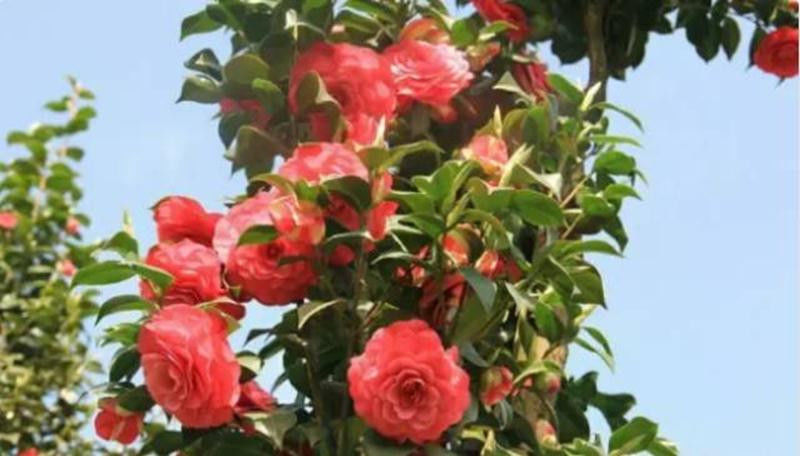 中国十大名花欣赏, - 夏季草原 - 夏季草原的博客 中国十大名花欣赏, - 夏季草原 - 夏季草原的博客
