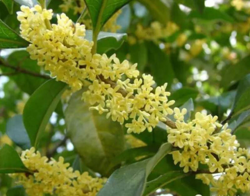 中国十大名花欣赏, - 夏季草原 - 夏季草原的博客 中国十大名花欣赏, - 夏季草原 - 夏季草原的博客