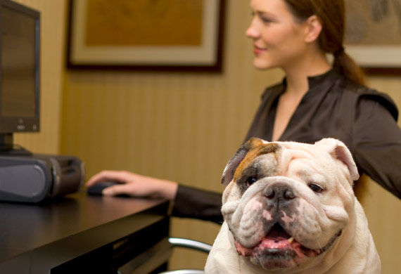 你有想过将宠物带入工作场所吗？ 宠物在工作场所可以带来的好处有这些