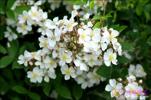开到荼縻花事了 丝丝天棘出莓墙 毛林叶 新浪博客