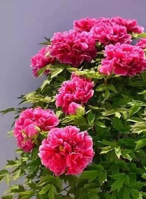 中国十大名花欣赏, - 夏季草原 - 夏季草原的博客 中国十大名花欣赏, - 夏季草原 - 夏季草原的博客