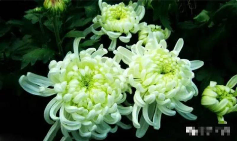 中国十大名花欣赏, - 夏季草原 - 夏季草原的博客 中国十大名花欣赏, - 夏季草原 - 夏季草原的博客