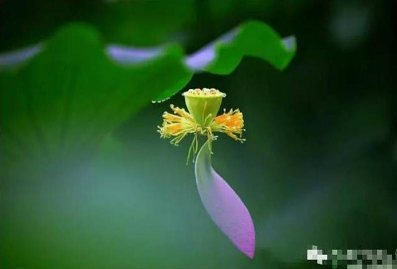 中国十大名花欣赏, - 夏季草原 - 夏季草原的博客 中国十大名花欣赏, - 夏季草原 - 夏季草原的博客