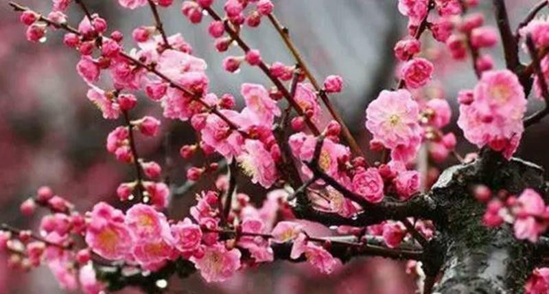中国十大名花欣赏, - 夏季草原 - 夏季草原的博客 中国十大名花欣赏, - 夏季草原 - 夏季草原的博客