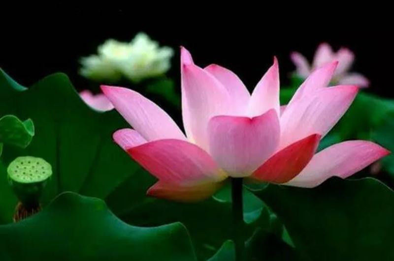 中国十大名花欣赏, - 夏季草原 - 夏季草原的博客 中国十大名花欣赏, - 夏季草原 - 夏季草原的博客