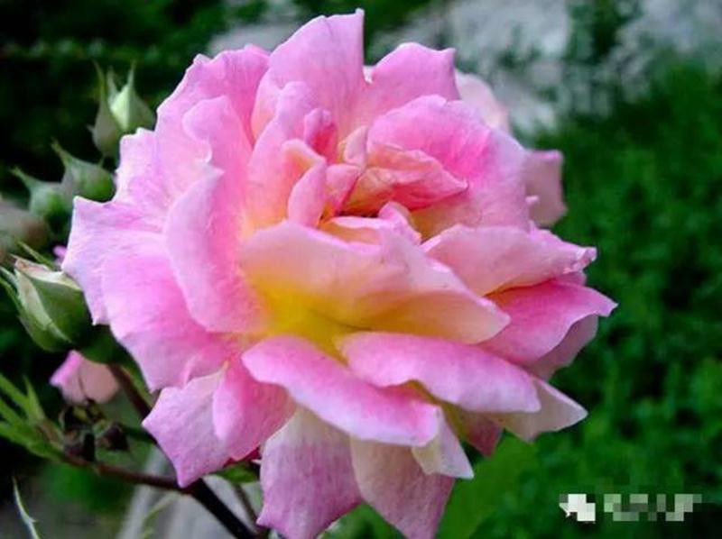 中国十大名花欣赏, - 夏季草原 - 夏季草原的博客 中国十大名花欣赏, - 夏季草原 - 夏季草原的博客