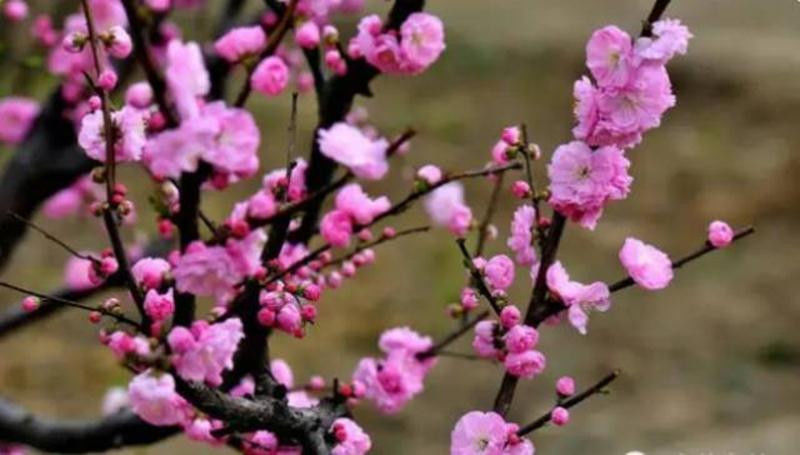 中国十大名花欣赏, - 夏季草原 - 夏季草原的博客 中国十大名花欣赏, - 夏季草原 - 夏季草原的博客