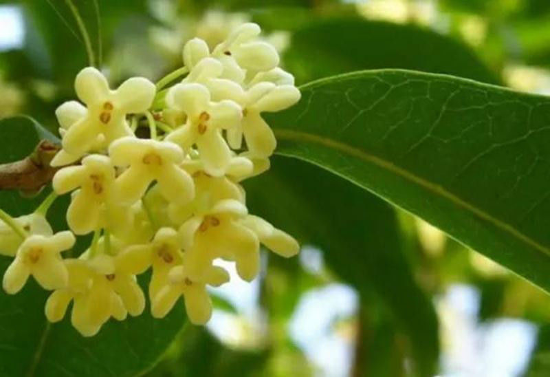 中国十大名花欣赏, - 夏季草原 - 夏季草原的博客 中国十大名花欣赏, - 夏季草原 - 夏季草原的博客