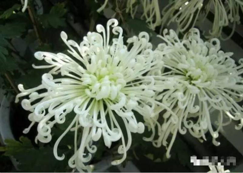 中国十大名花欣赏, - 夏季草原 - 夏季草原的博客 中国十大名花欣赏, - 夏季草原 - 夏季草原的博客