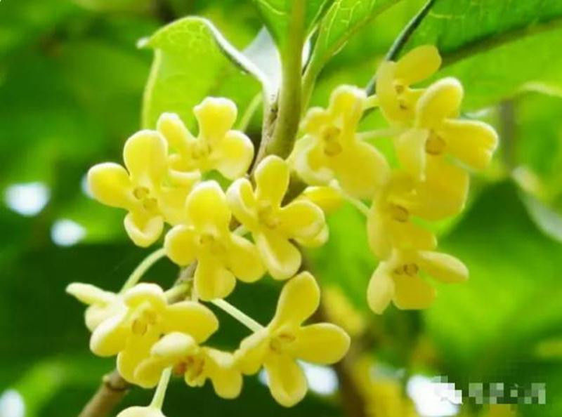 中国十大名花欣赏, - 夏季草原 - 夏季草原的博客 中国十大名花欣赏, - 夏季草原 - 夏季草原的博客