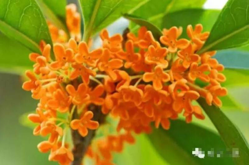 中国十大名花欣赏, - 夏季草原 - 夏季草原的博客 中国十大名花欣赏, - 夏季草原 - 夏季草原的博客