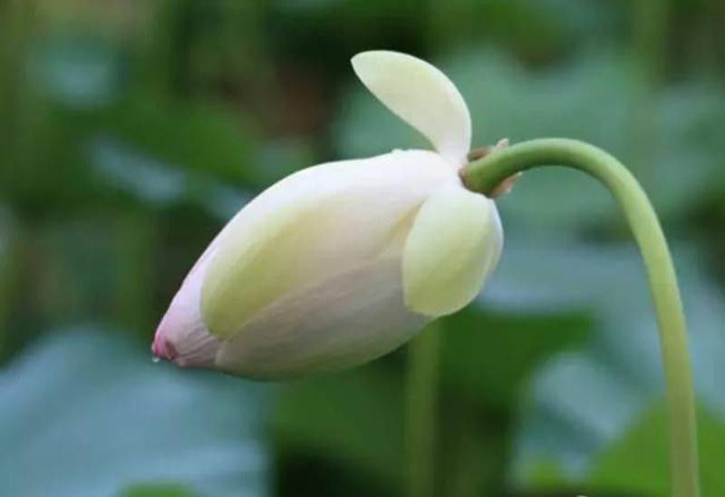 中国十大名花欣赏, - 夏季草原 - 夏季草原的博客 中国十大名花欣赏, - 夏季草原 - 夏季草原的博客