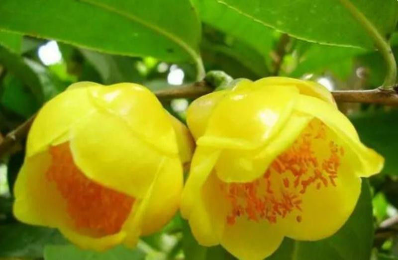 中国十大名花欣赏, - 夏季草原 - 夏季草原的博客 中国十大名花欣赏, - 夏季草原 - 夏季草原的博客