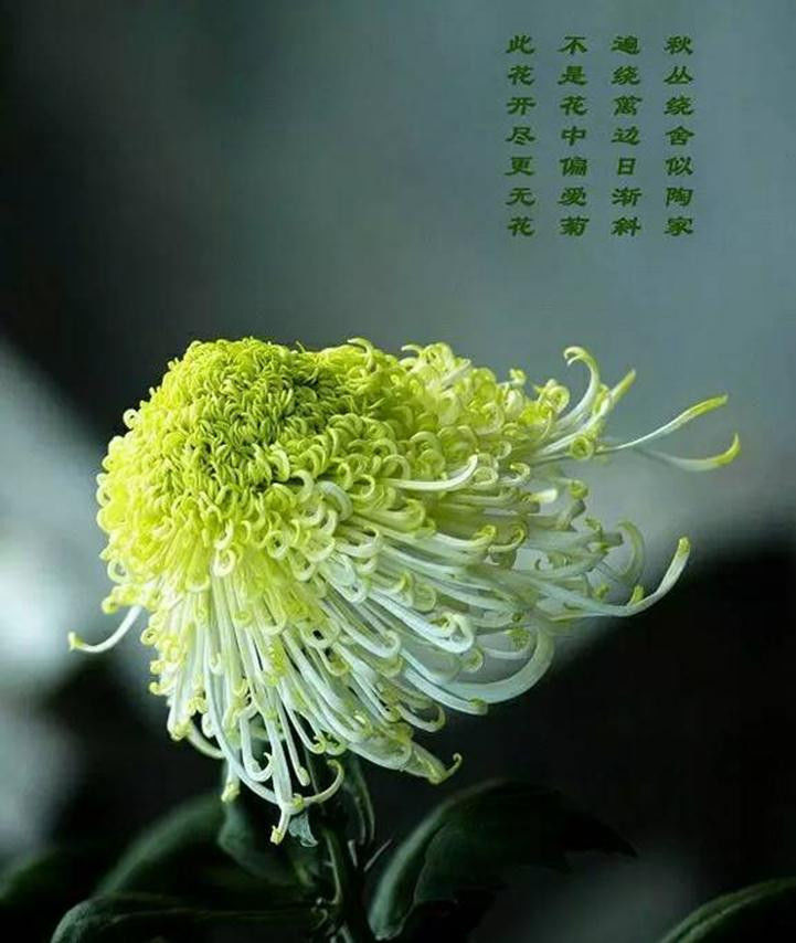中国十大名花欣赏, - 夏季草原 - 夏季草原的博客 中国十大名花欣赏, - 夏季草原 - 夏季草原的博客