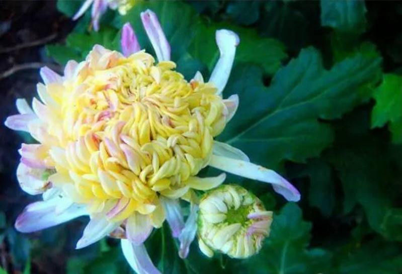 中国十大名花欣赏, - 夏季草原 - 夏季草原的博客 中国十大名花欣赏, - 夏季草原 - 夏季草原的博客