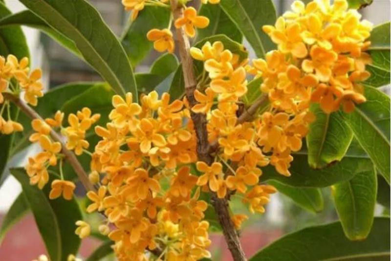 中国十大名花欣赏, - 夏季草原 - 夏季草原的博客 中国十大名花欣赏, - 夏季草原 - 夏季草原的博客