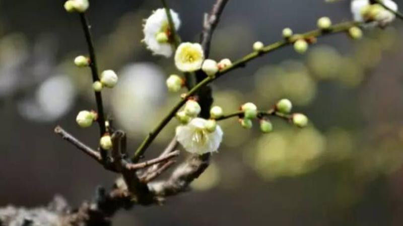 中国十大名花欣赏, - 夏季草原 - 夏季草原的博客 中国十大名花欣赏, - 夏季草原 - 夏季草原的博客