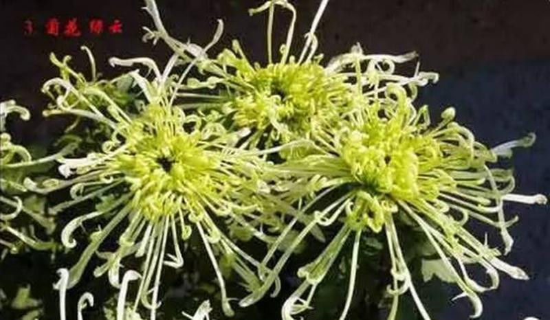 中国十大名花欣赏, - 夏季草原 - 夏季草原的博客 中国十大名花欣赏, - 夏季草原 - 夏季草原的博客