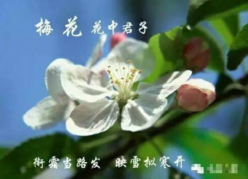 中国十大名花欣赏, - 夏季草原 - 夏季草原的博客 中国十大名花欣赏, - 夏季草原 - 夏季草原的博客