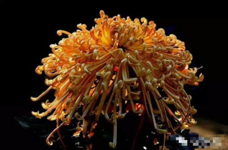 中国十大名花欣赏, - 夏季草原 - 夏季草原的博客 中国十大名花欣赏, - 夏季草原 - 夏季草原的博客