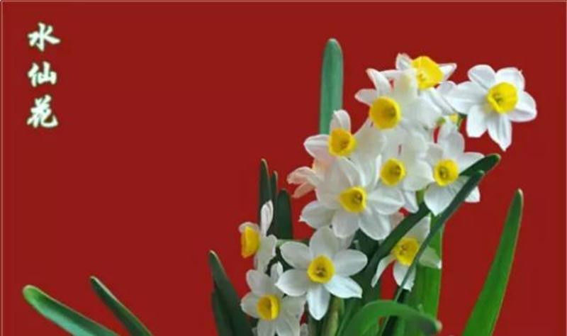 中国十大名花欣赏, - 夏季草原 - 夏季草原的博客 中国十大名花欣赏, - 夏季草原 - 夏季草原的博客