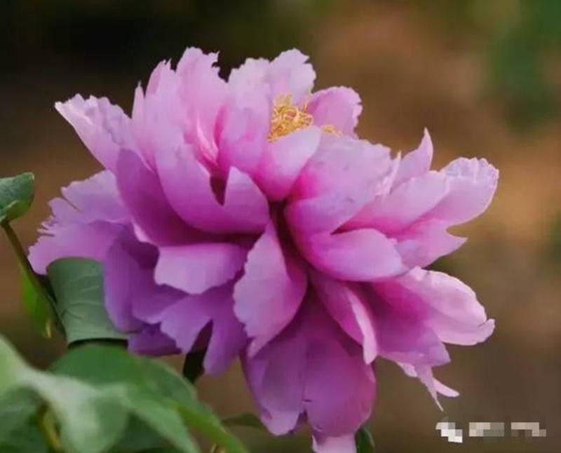 中国十大名花欣赏, - 夏季草原 - 夏季草原的博客 中国十大名花欣赏, - 夏季草原 - 夏季草原的博客