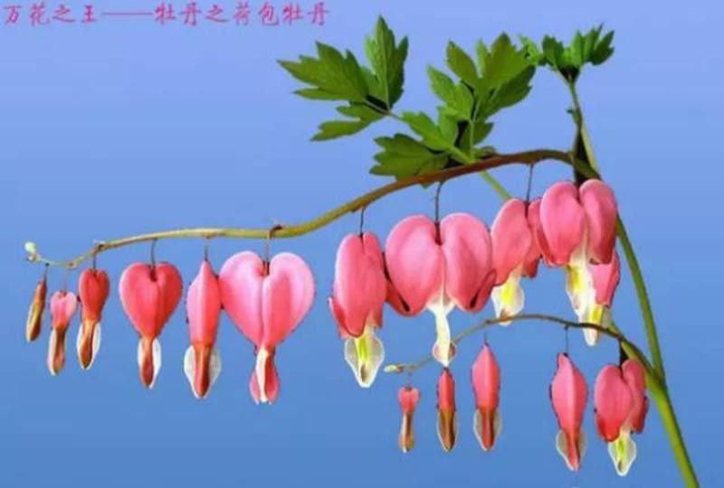 中国十大名花欣赏, - 夏季草原 - 夏季草原的博客 中国十大名花欣赏, - 夏季草原 - 夏季草原的博客