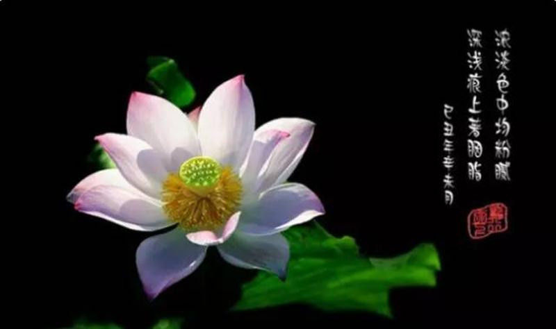 中国十大名花欣赏, - 夏季草原 - 夏季草原的博客 中国十大名花欣赏, - 夏季草原 - 夏季草原的博客