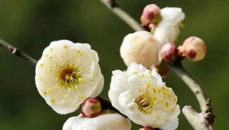 中国十大名花欣赏, - 夏季草原 - 夏季草原的博客 中国十大名花欣赏, - 夏季草原 - 夏季草原的博客