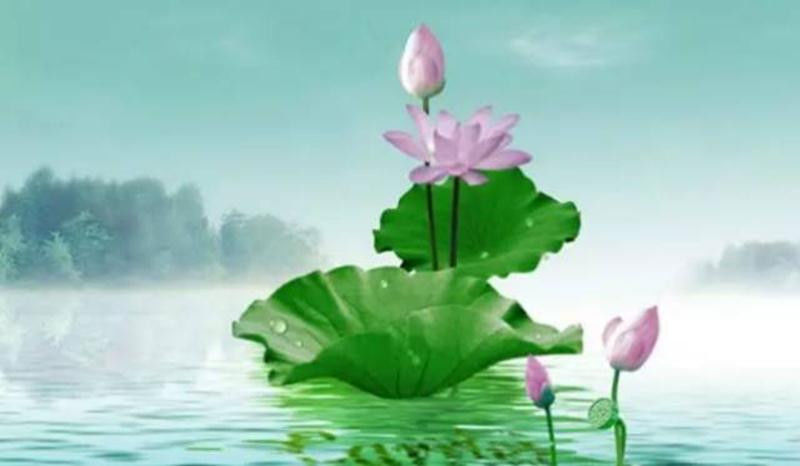 中国十大名花欣赏, - 夏季草原 - 夏季草原的博客 中国十大名花欣赏, - 夏季草原 - 夏季草原的博客
