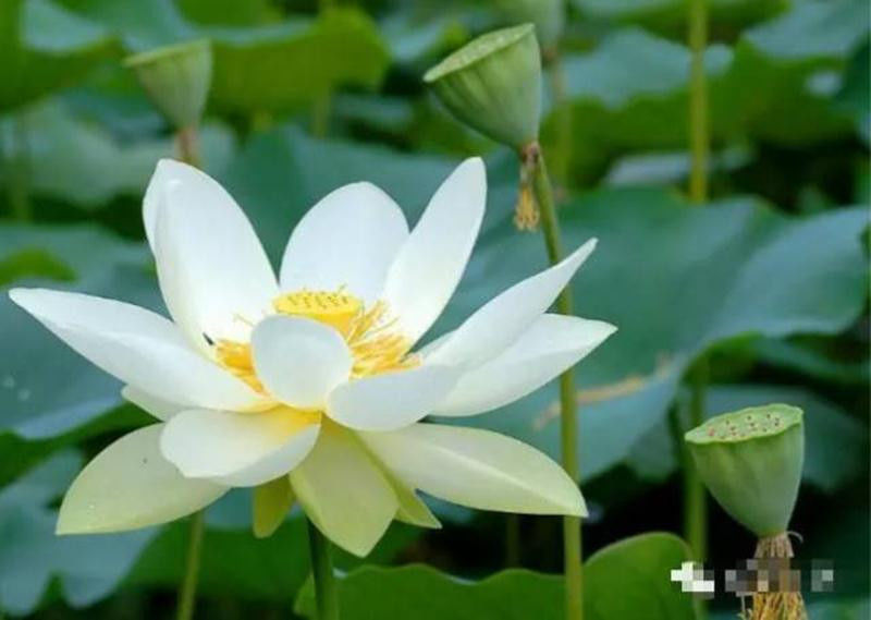中国十大名花欣赏, - 夏季草原 - 夏季草原的博客 中国十大名花欣赏, - 夏季草原 - 夏季草原的博客