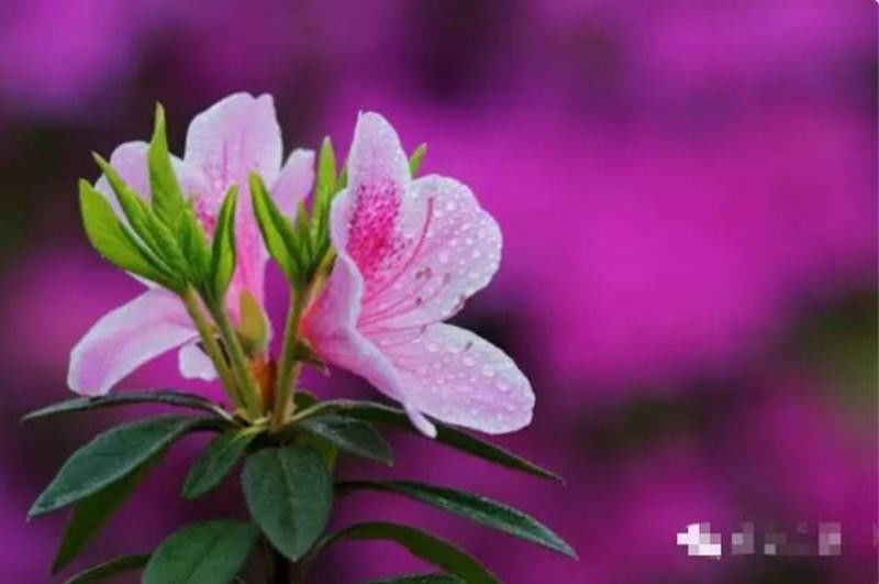 中国十大名花欣赏, - 夏季草原 - 夏季草原的博客 中国十大名花欣赏, - 夏季草原 - 夏季草原的博客