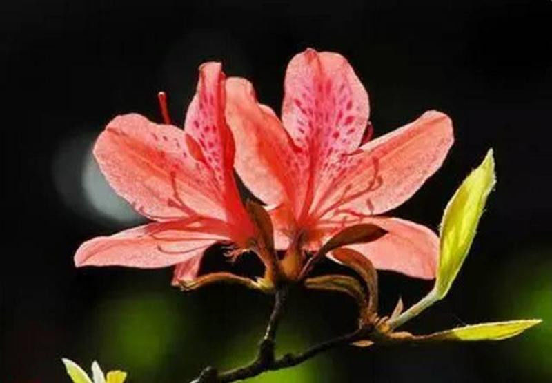 中国十大名花欣赏, - 夏季草原 - 夏季草原的博客 中国十大名花欣赏, - 夏季草原 - 夏季草原的博客