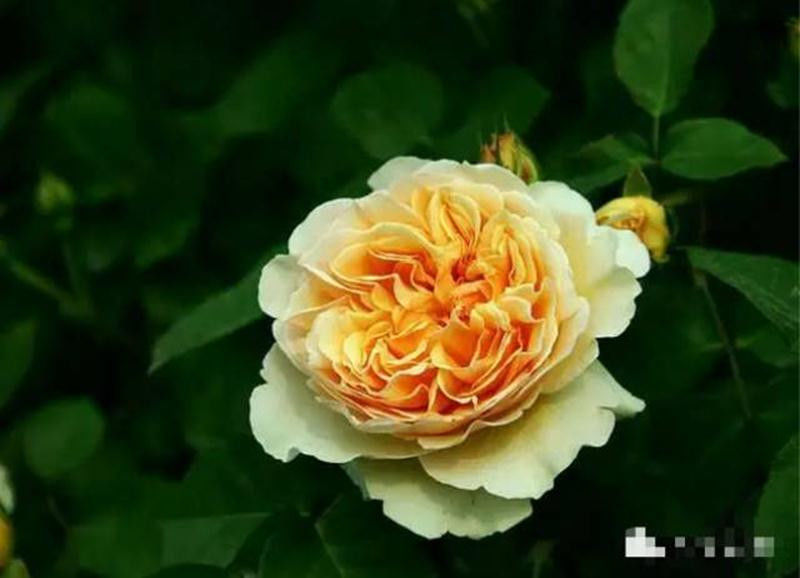 中国十大名花欣赏, - 夏季草原 - 夏季草原的博客 中国十大名花欣赏, - 夏季草原 - 夏季草原的博客