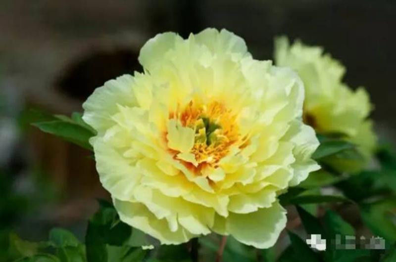 中国十大名花欣赏, - 夏季草原 - 夏季草原的博客 中国十大名花欣赏, - 夏季草原 - 夏季草原的博客