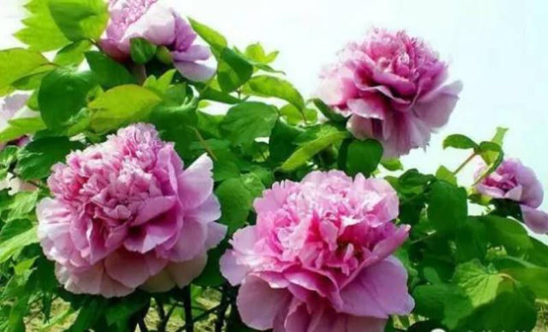 中国十大名花欣赏, - 夏季草原 - 夏季草原的博客 中国十大名花欣赏, - 夏季草原 - 夏季草原的博客