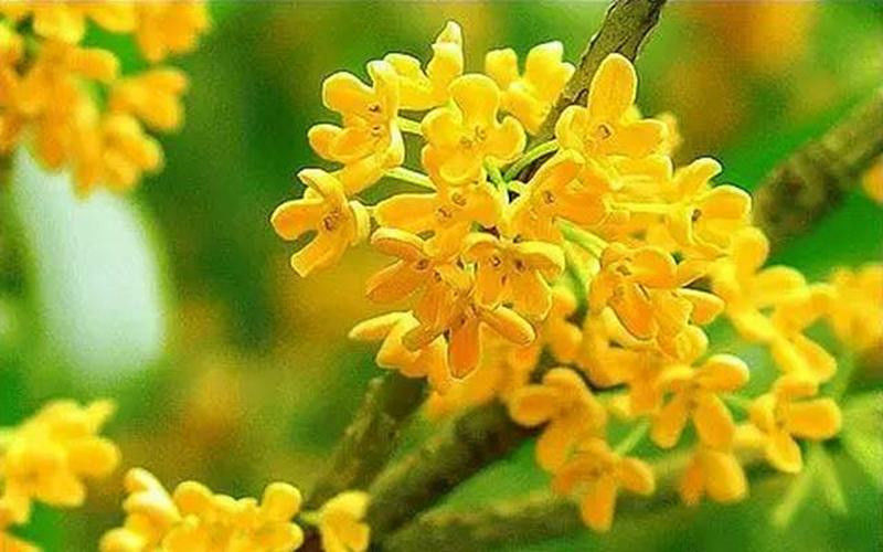 中国十大名花欣赏, - 夏季草原 - 夏季草原的博客 中国十大名花欣赏, - 夏季草原 - 夏季草原的博客