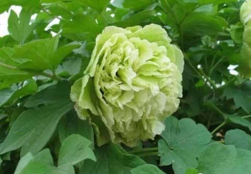 中国十大名花欣赏, - 夏季草原 - 夏季草原的博客 中国十大名花欣赏, - 夏季草原 - 夏季草原的博客