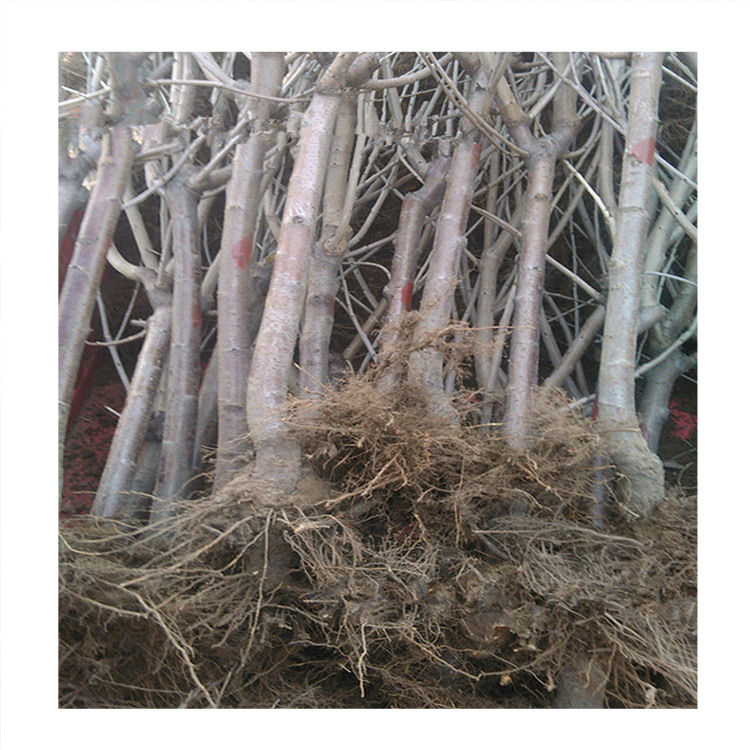 櫻桃苗批發(fā)價(jià) 3公分櫻桃苗種植 1公分櫻桃苗批發(fā)價(jià)格