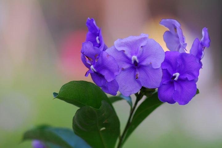 五绝鸳鸯茉莉花三章 澳华文学网