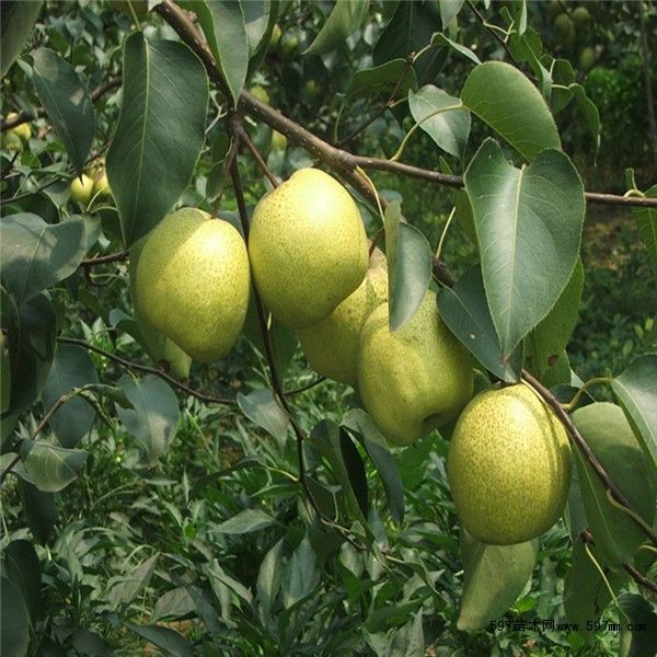 点击打开原图 玉露香梨苗