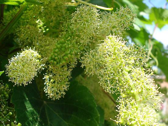 五绝葡萄花三章 澳华文学网